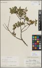 Foto von Salix myrsinifolia Salisb.